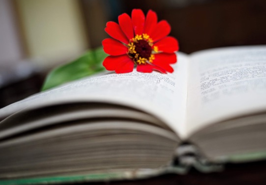 Flower on Book