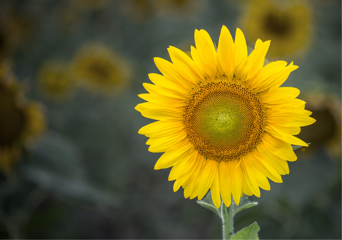 Loss & Hope Sunflower photo